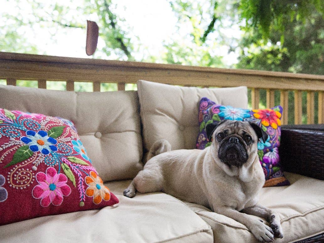 doug the pug pillow