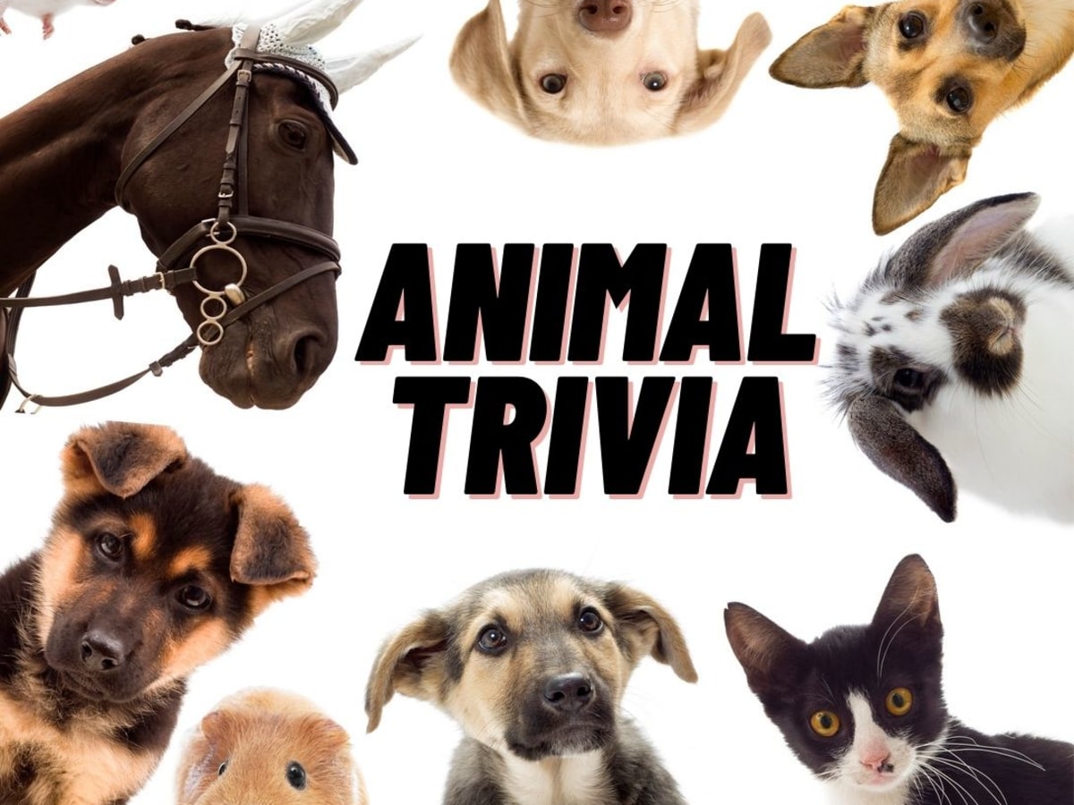 60+ FUN Animal Trivia Questions for 2024!