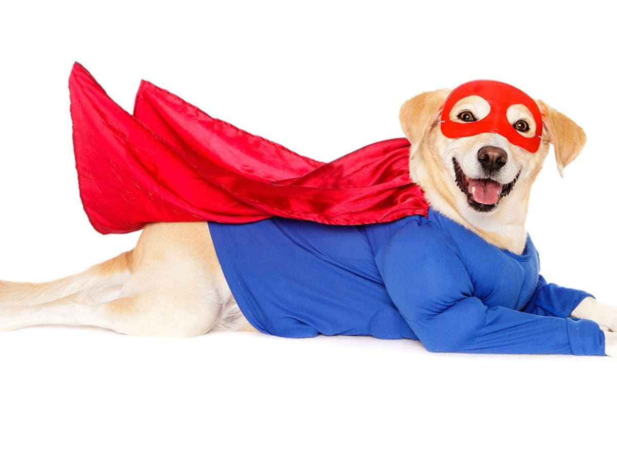 PetSmart's new small pet costumes, National News