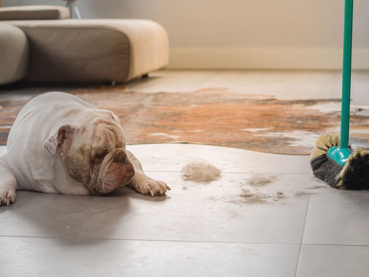 REMOVE THOSE MUDDY PAW PRINTS - Generations Carpet Cleaning