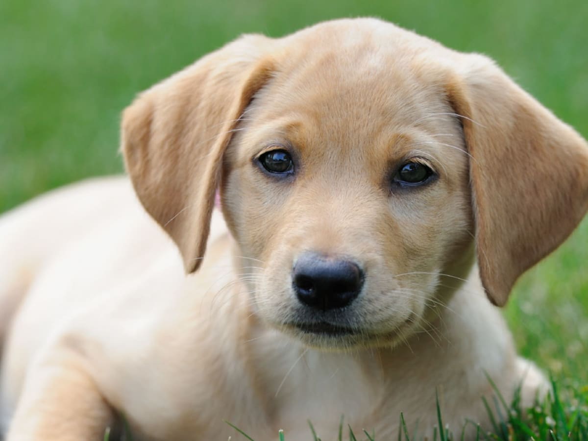 America's Best Friend: The Labrador Retriever – American Kennel Club