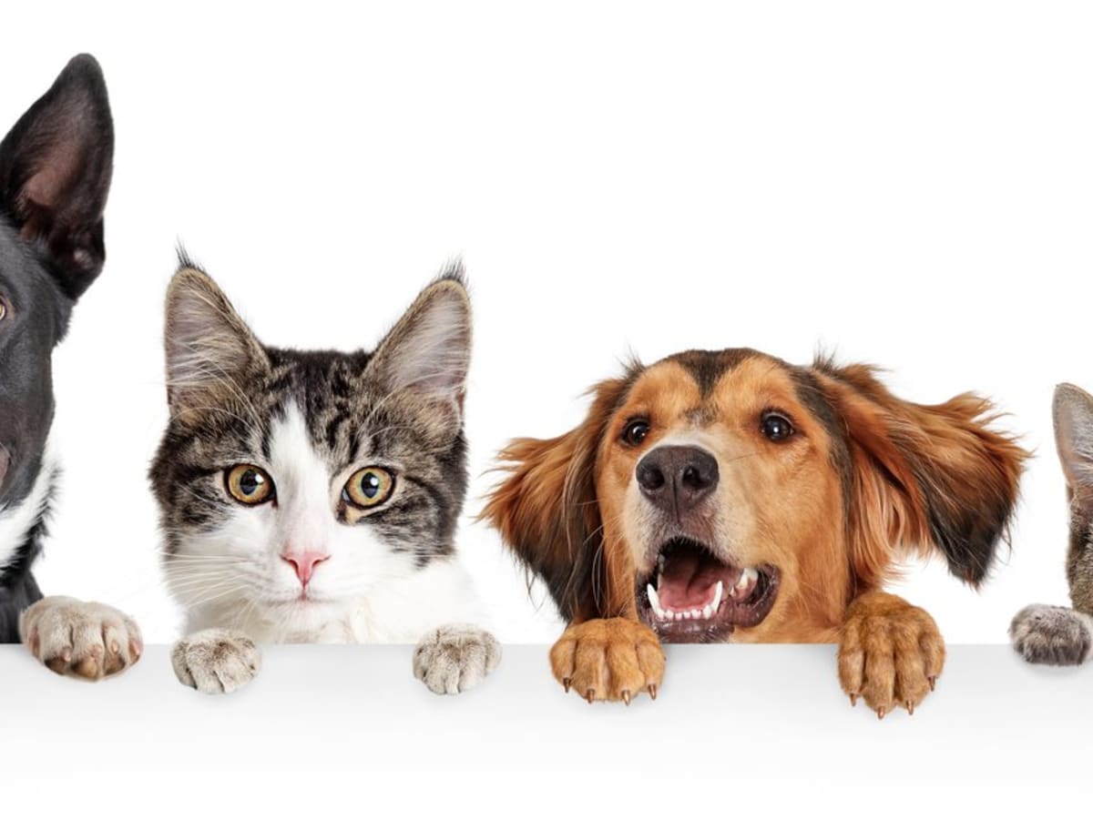 Interesting Differences Between Dogs and Cats