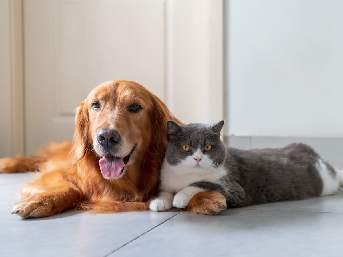 are golden retrievers good with cats