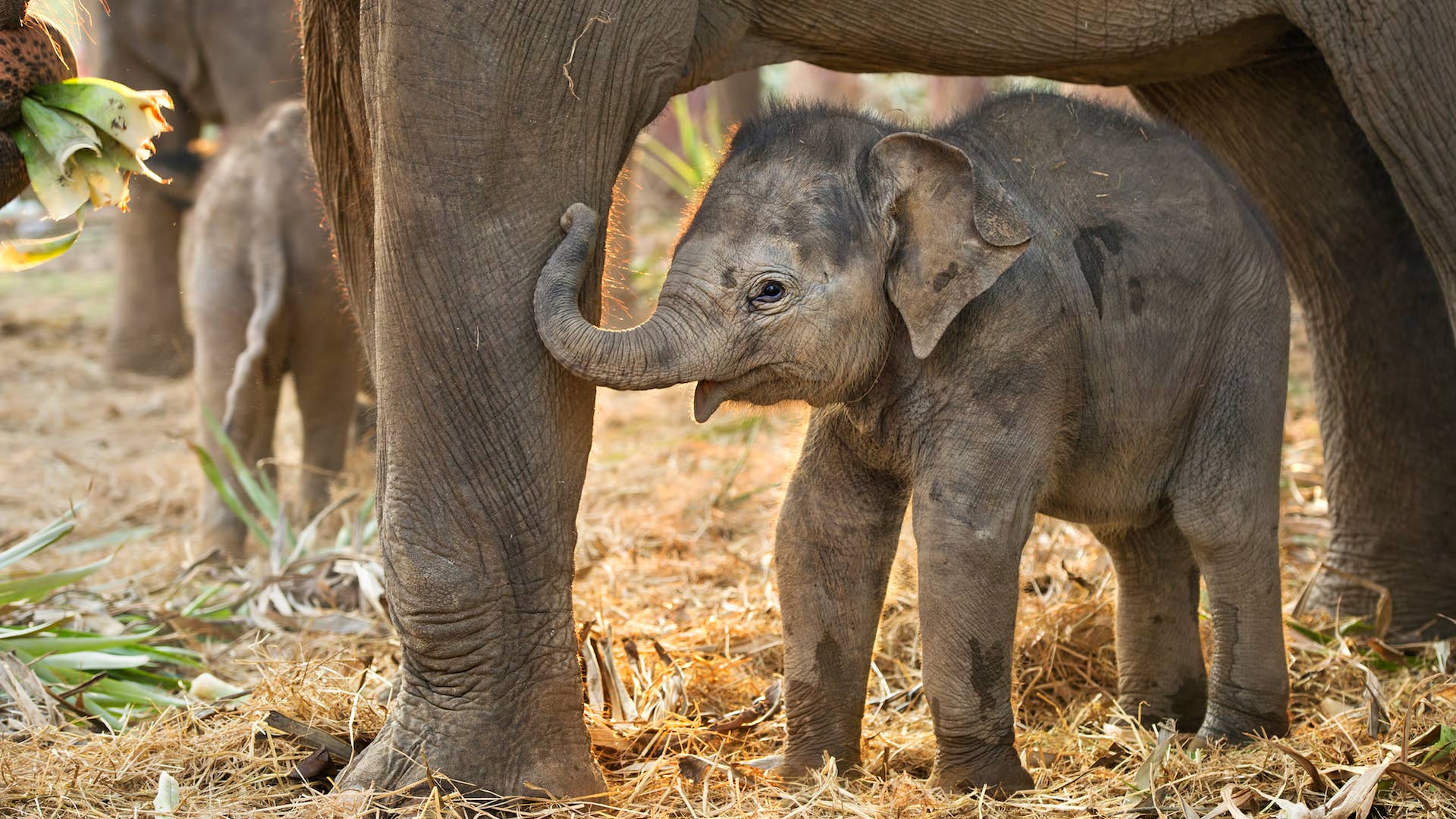 Toledo Zoo Teases Baby Elephant's Upcoming Public Debut with Adorable Video - Parade Pets