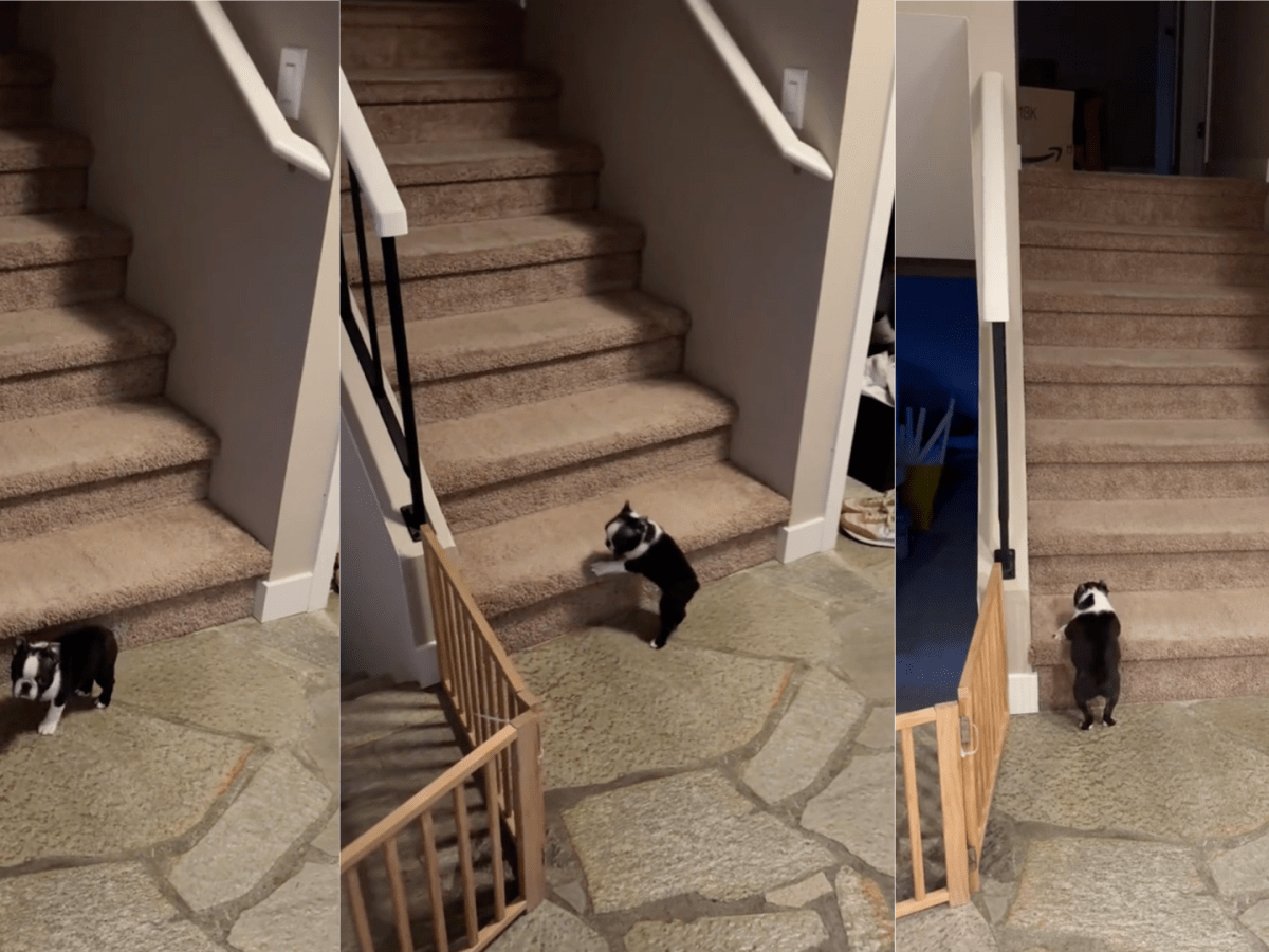 Little girl coaches tiny puppy up the stairs for the first time