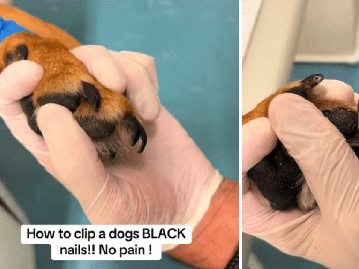 Owner pretends to be Bond villain while cutting dog's nails | This dog is  terrified of getting his nail's cut!🤣🐶 via Caters News | By Daily  MailFacebook