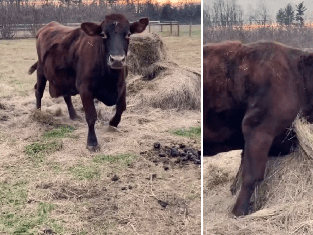 Rescued mini cow is living in paradise with her best friends – dogs!