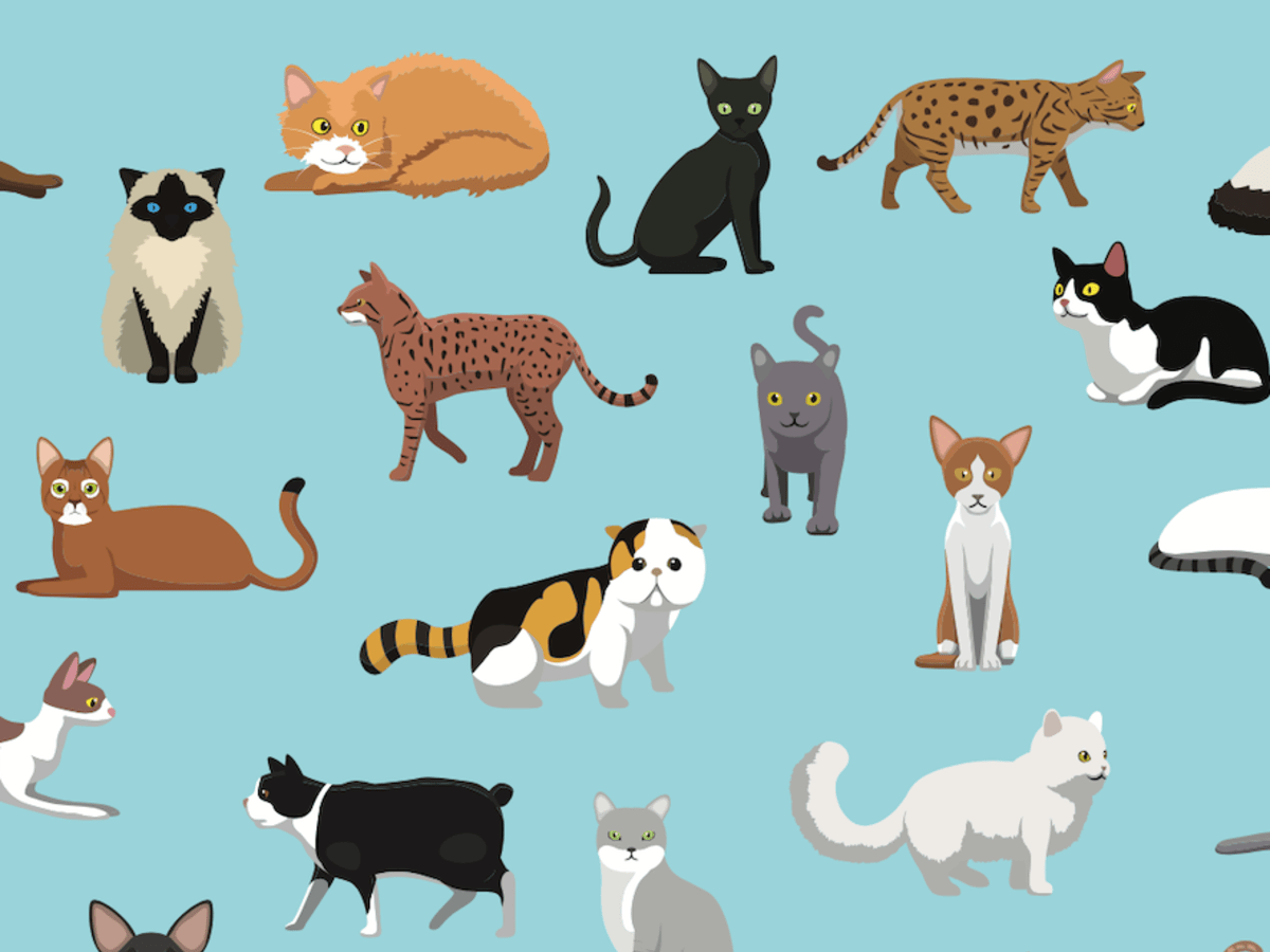 cool looking cat breeds