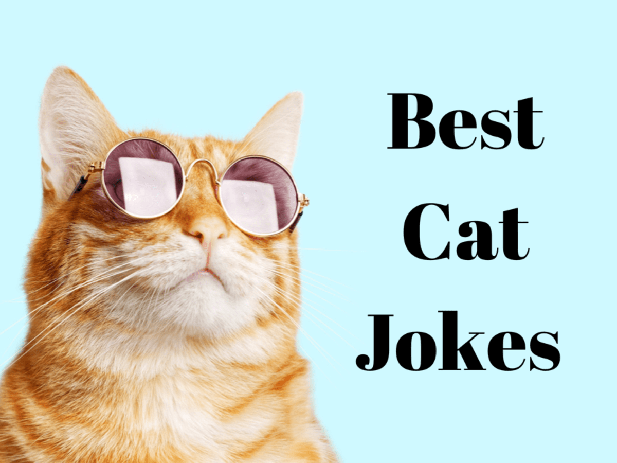 50 Funny Cat Jokes Fur You Right Meow! - Parade Pets