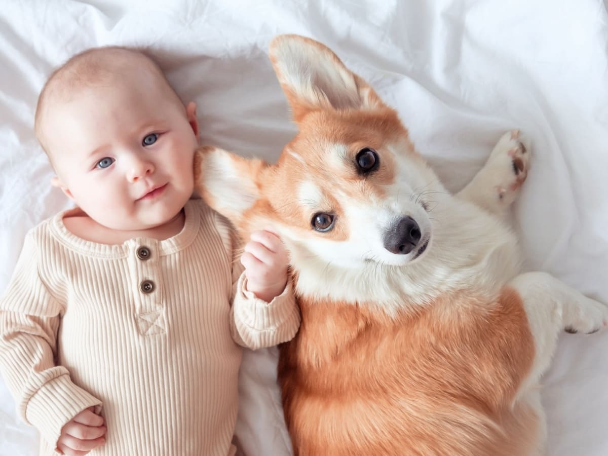 Corgi discount and baby