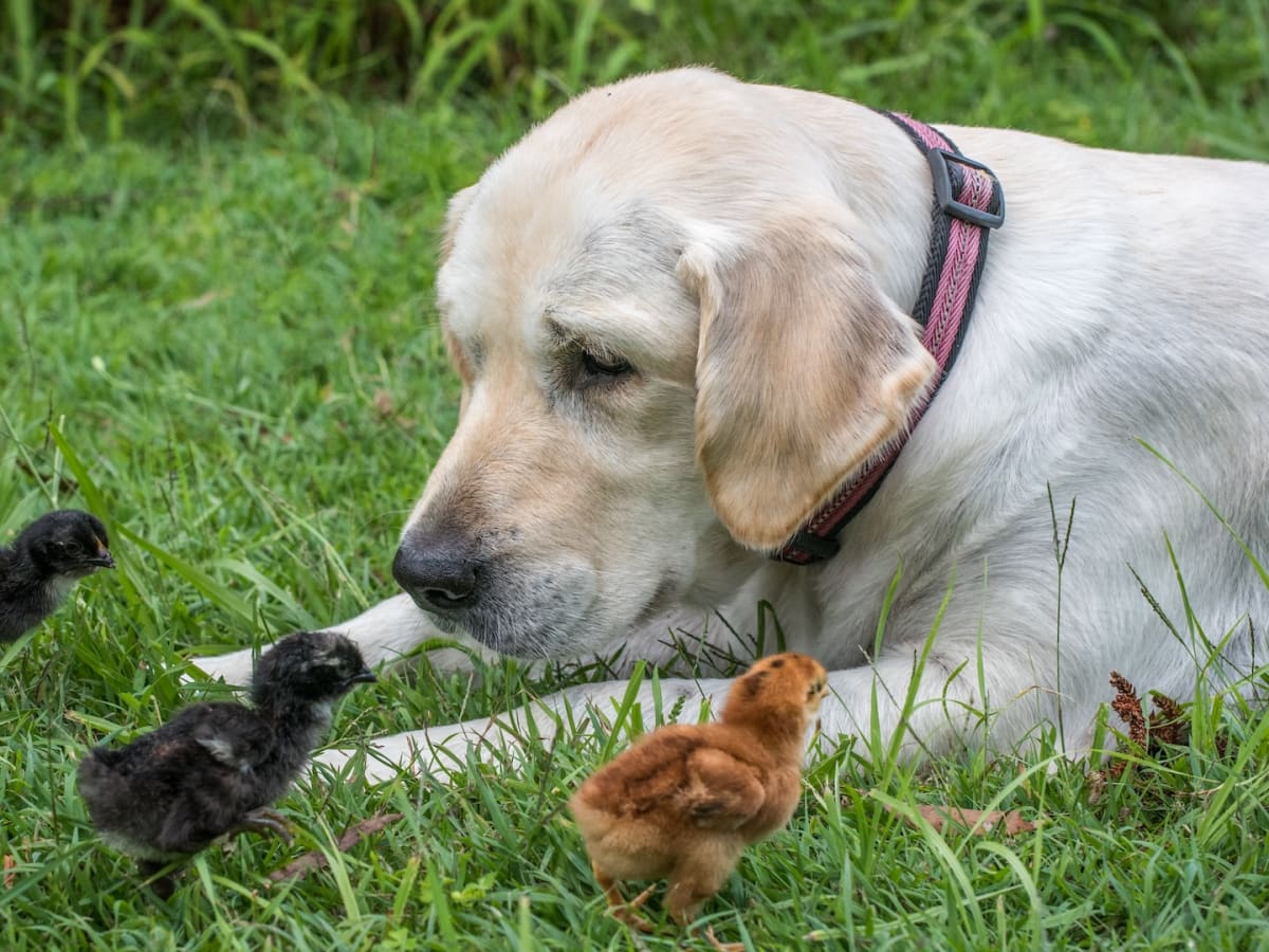 Golden retriever and chickens on sale