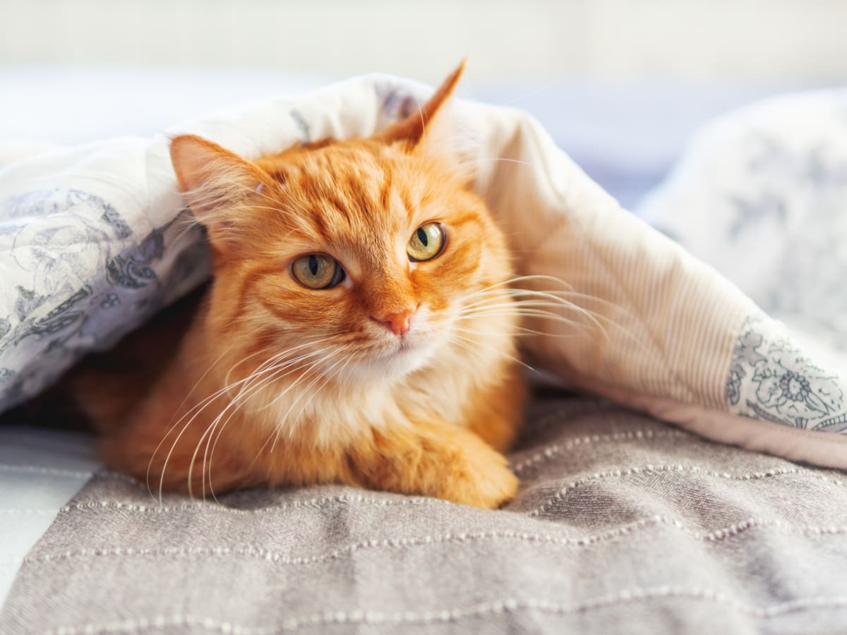 Orange boy top cat