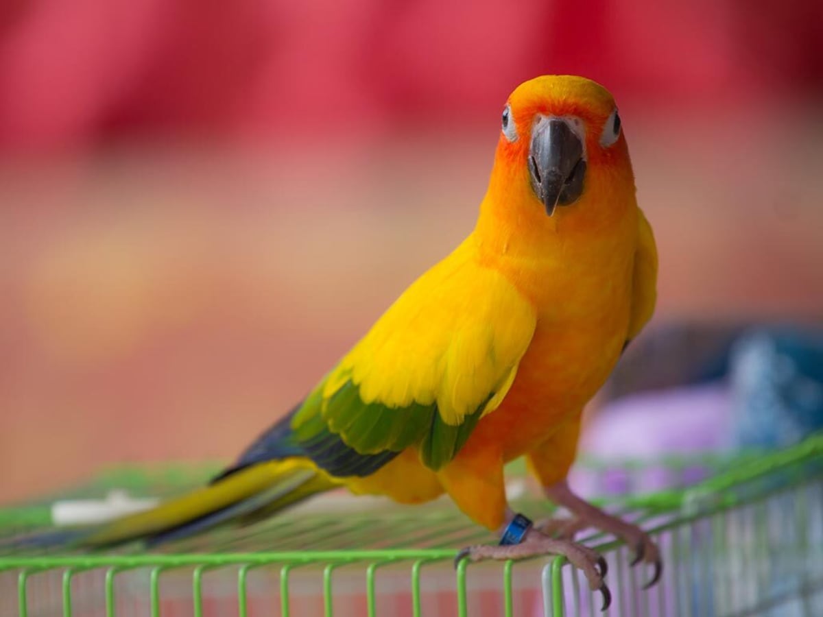 150 Best Bird Names for Your Feathered Friend Parade Pets