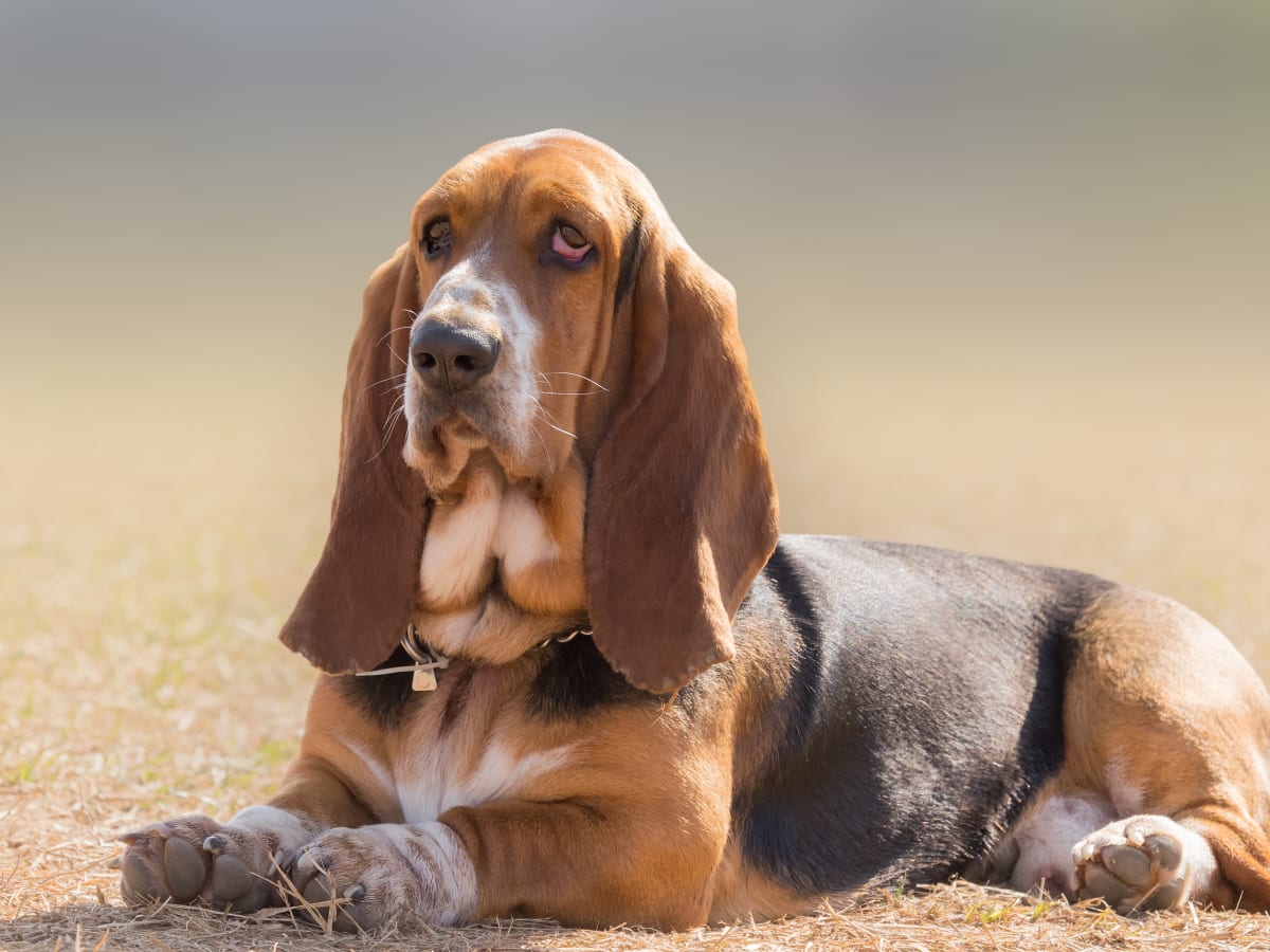 Corgi basset sales