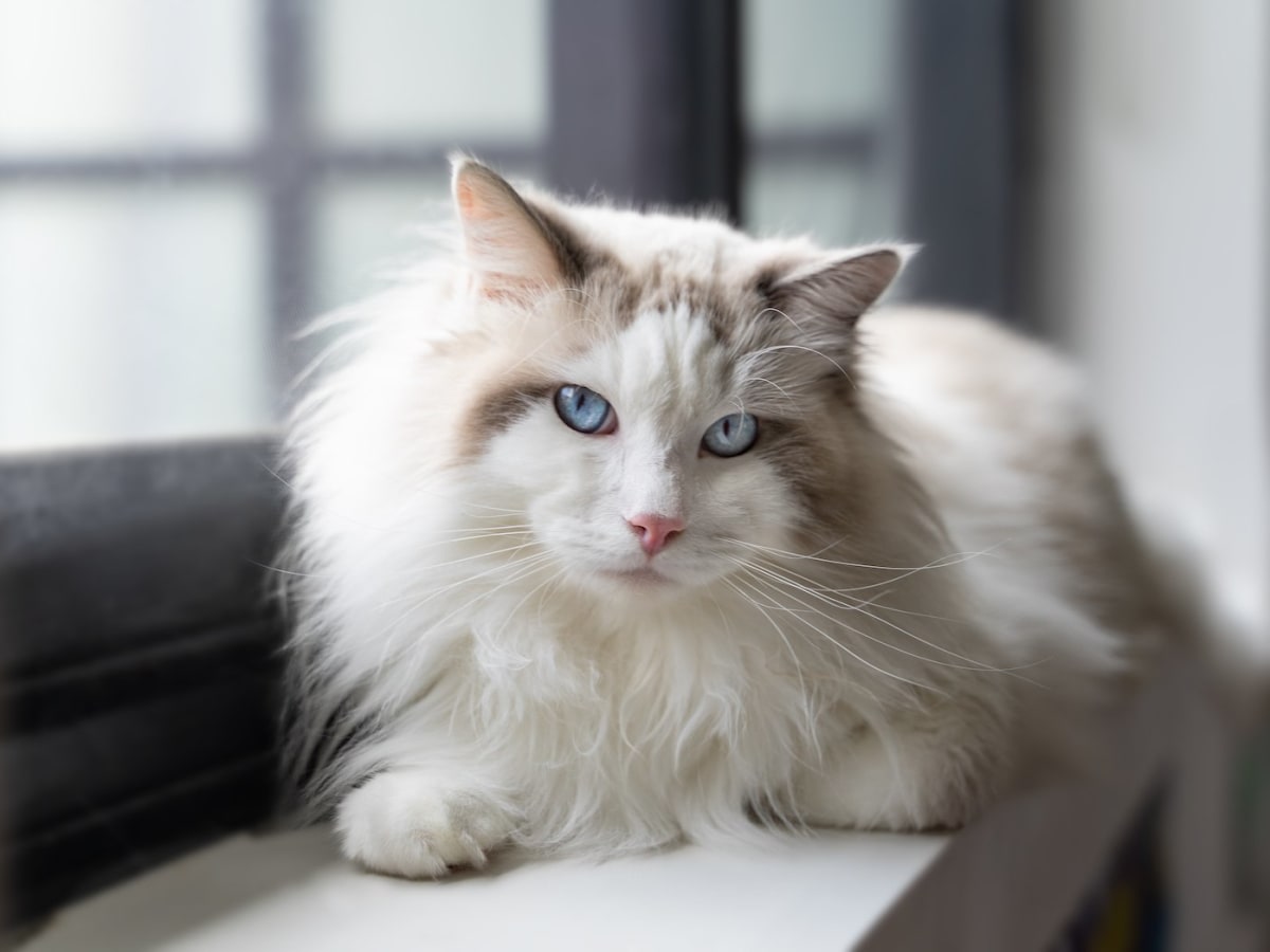 Siberian 2025 cat names