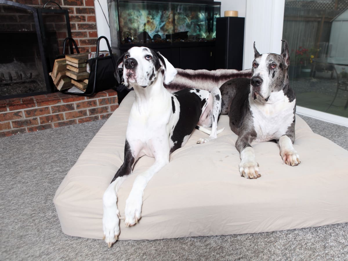 Great dane gate clearance
