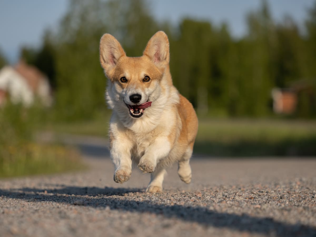 Running sales with corgi