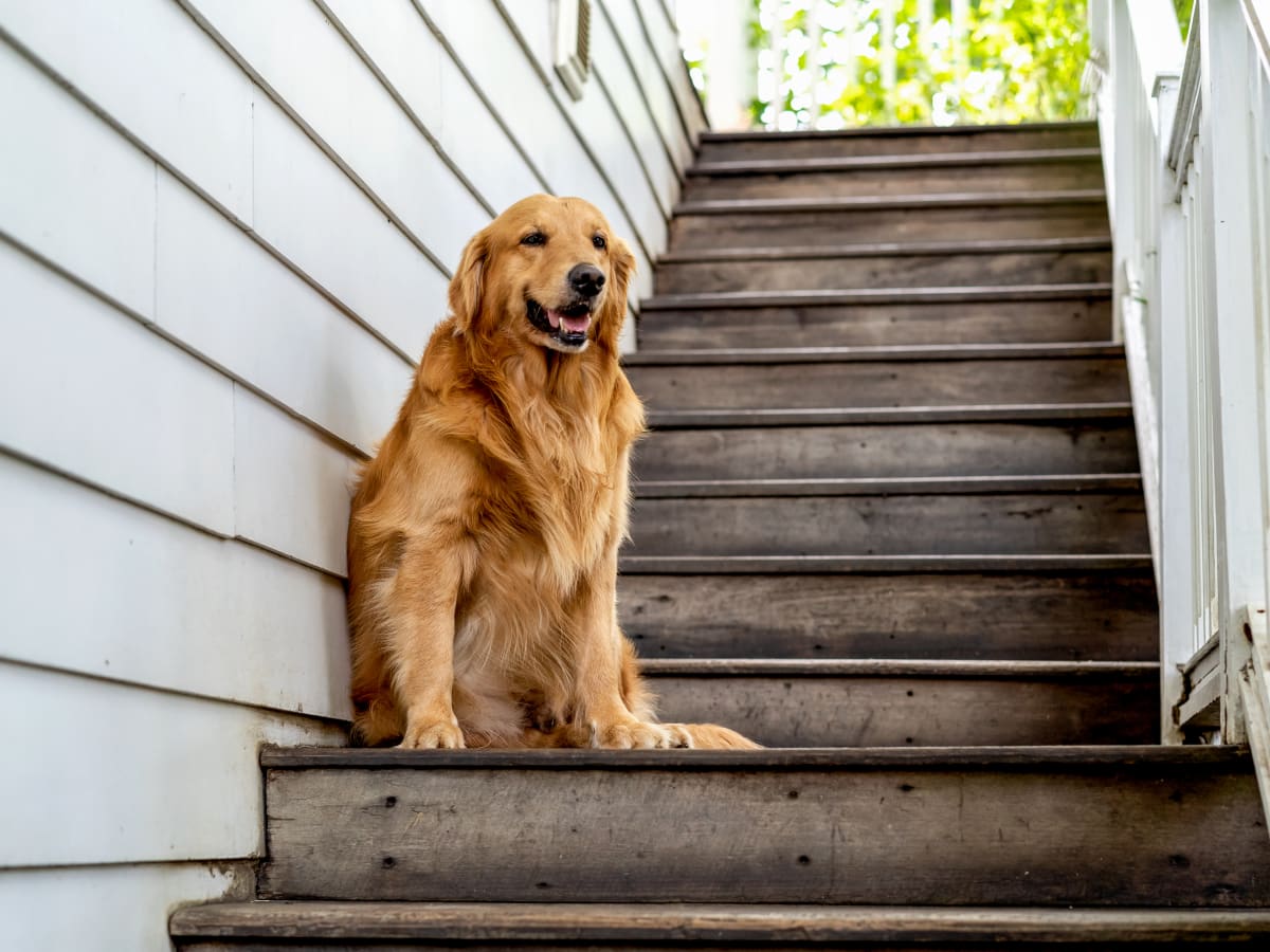 Golden Retriever Bunny Hopping Down the Stairs Is Pure Joy