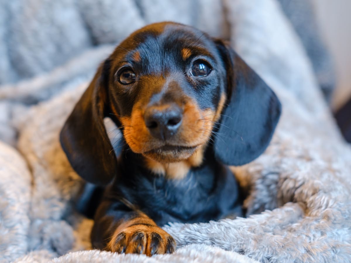 Ikea dachshund clearance toy