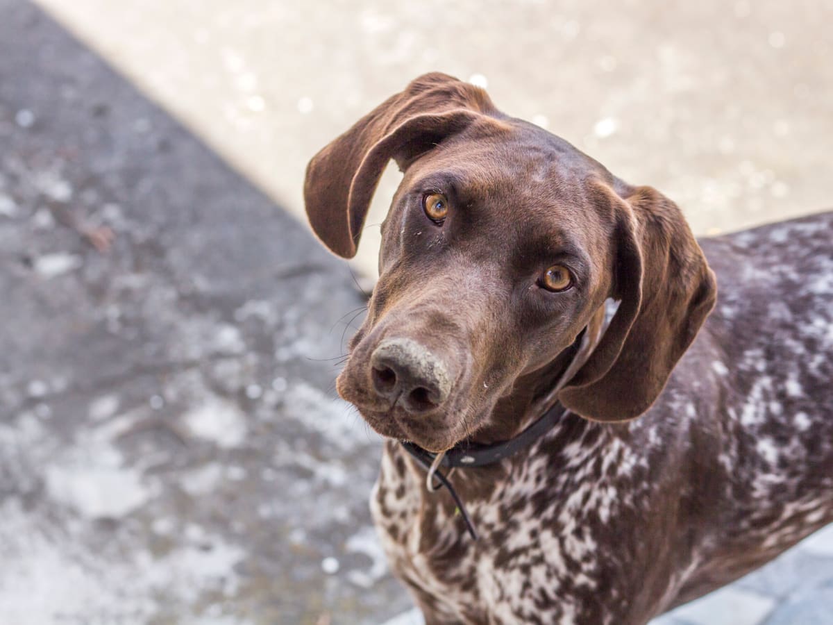 German Shorthaired Pointer s Funny Way of Looking Out the Window
