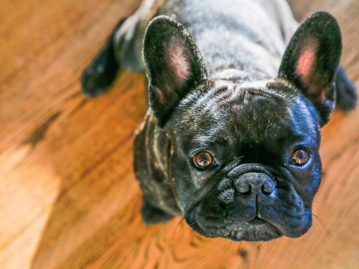 Orange french bulldog shop