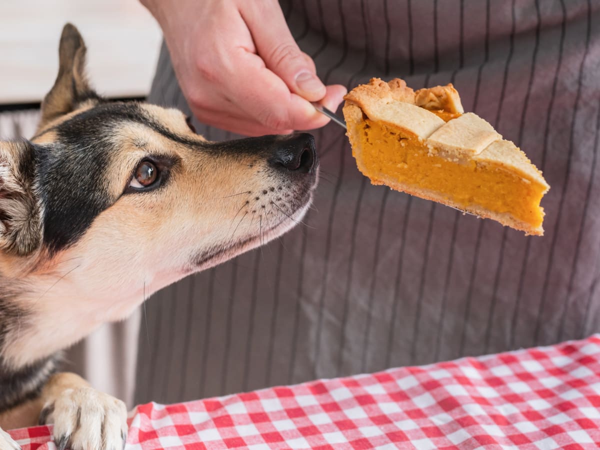 Dog friendly deals pumpkin pie