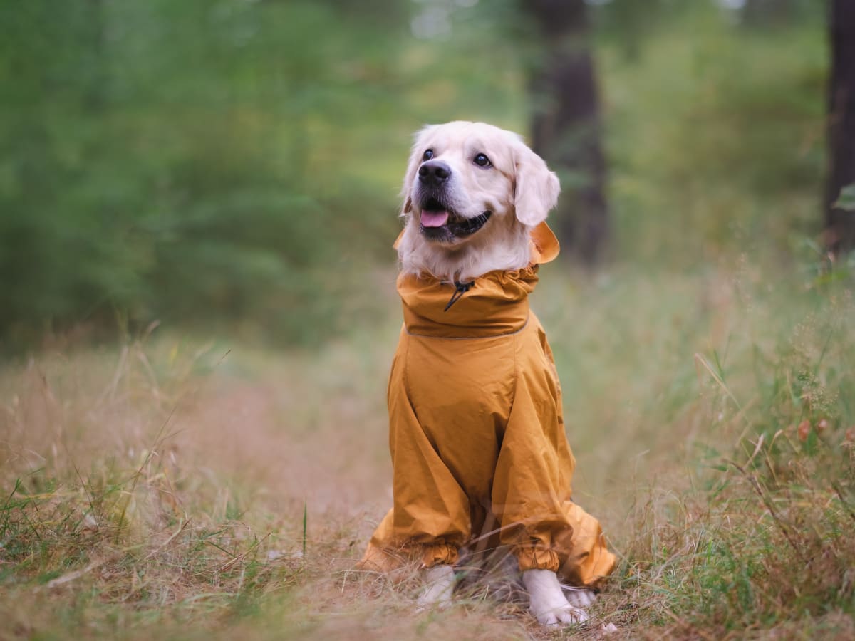 H&m dog deals costume