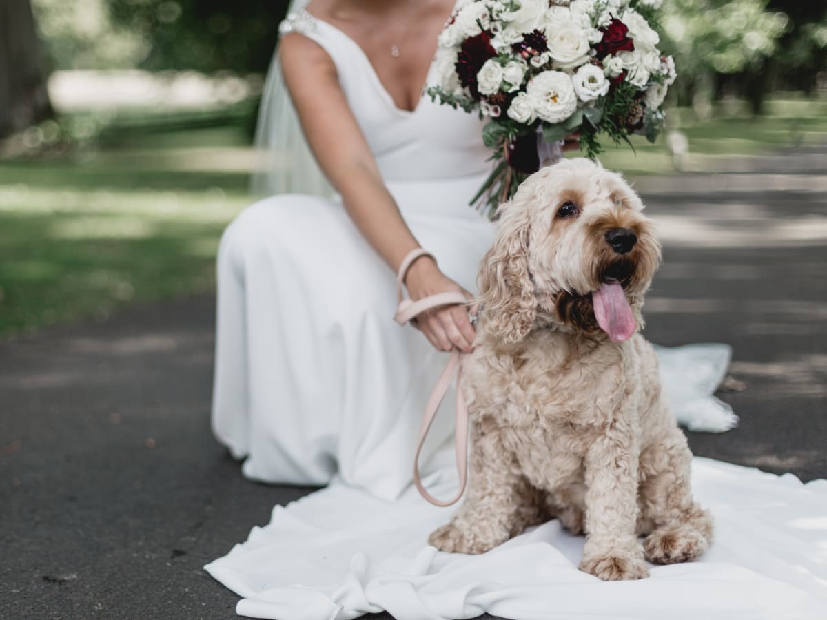 Wedding dance 2024 with dog