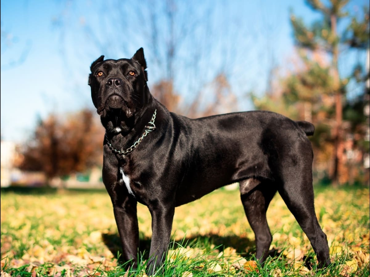 Preacher cane corso online