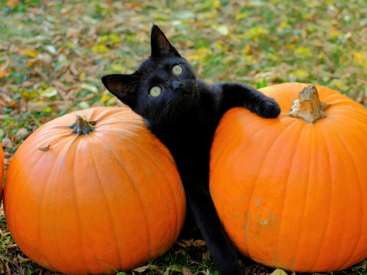 Cat with pumpkin deals
