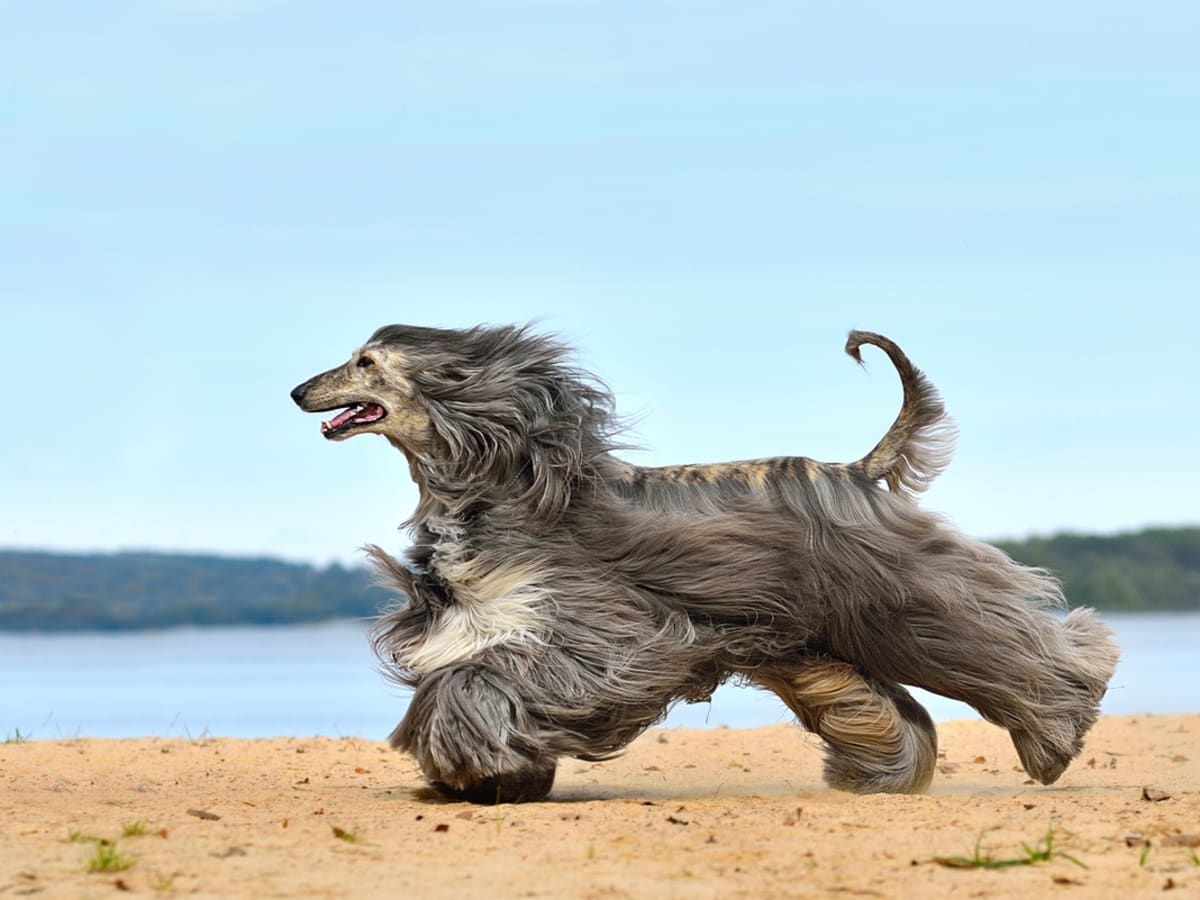 14 Long Haired Dog Breeds Small and Big Parade Pets