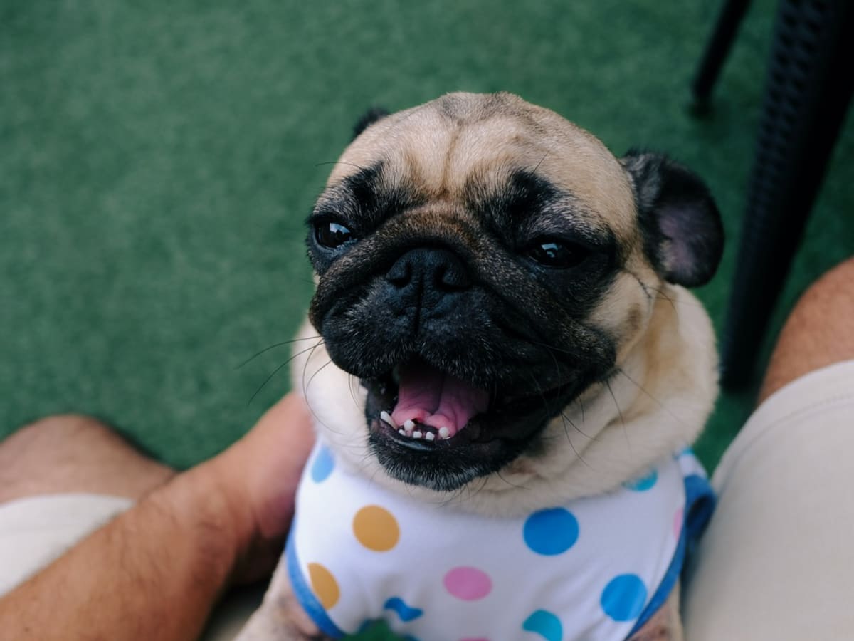 Senior Pug s Epic Howls Have Huskies Shaking in Their Boots