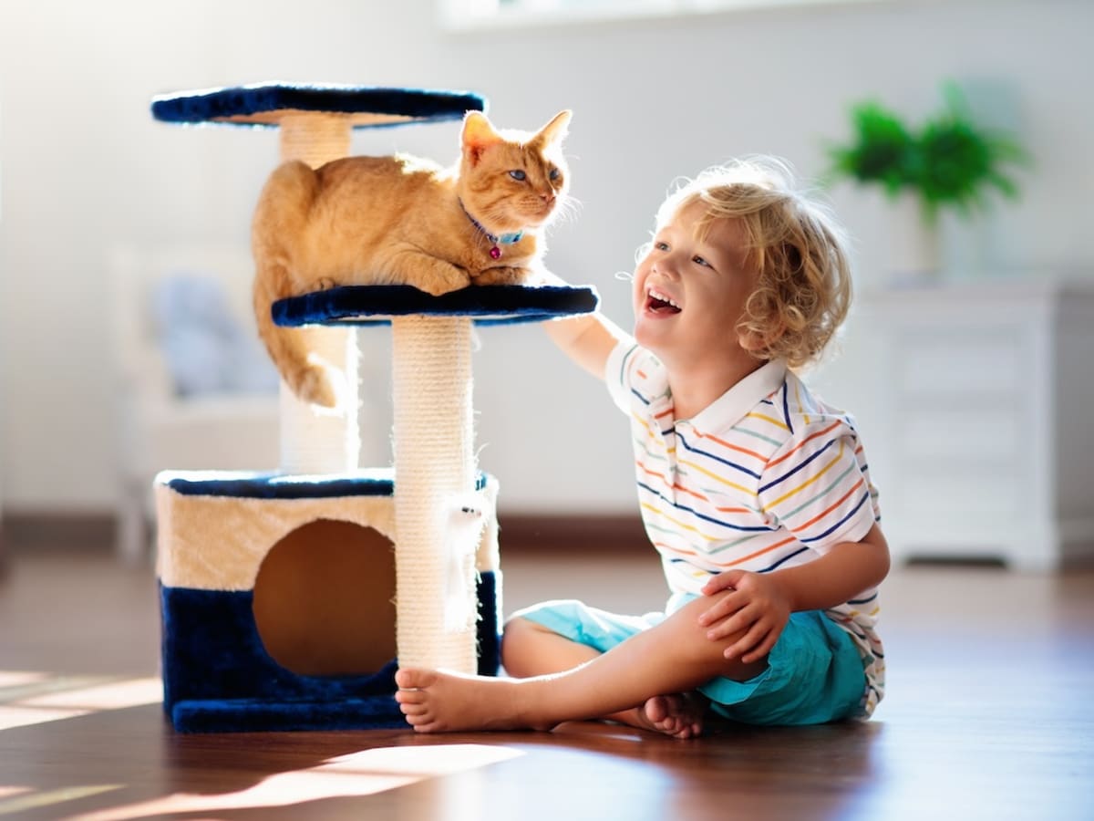 Aldi cat scratcher clearance