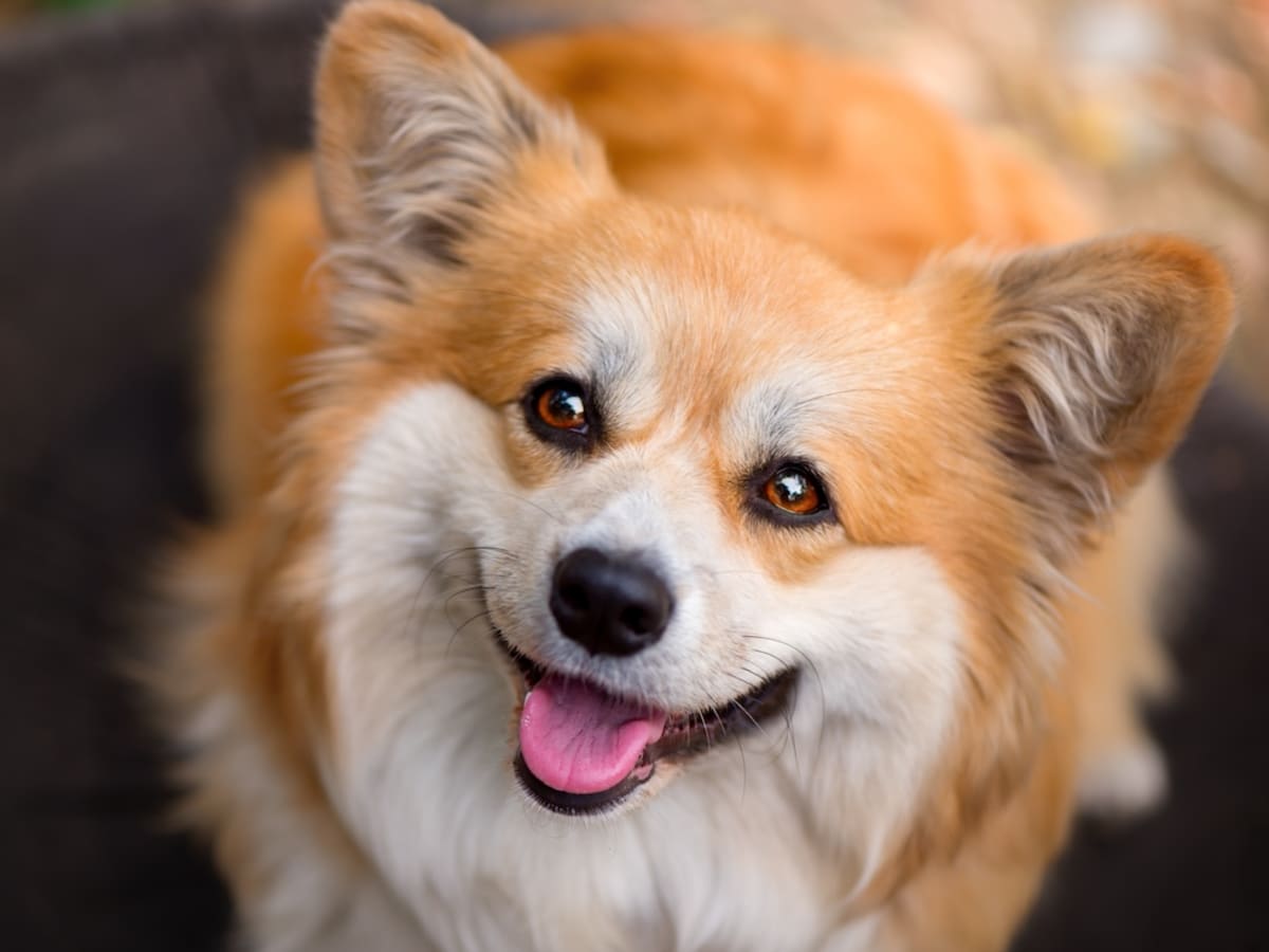 Corgi s Happy Jumps Over His New Advent Calendar Are Full of Holiday Joy Parade Pets