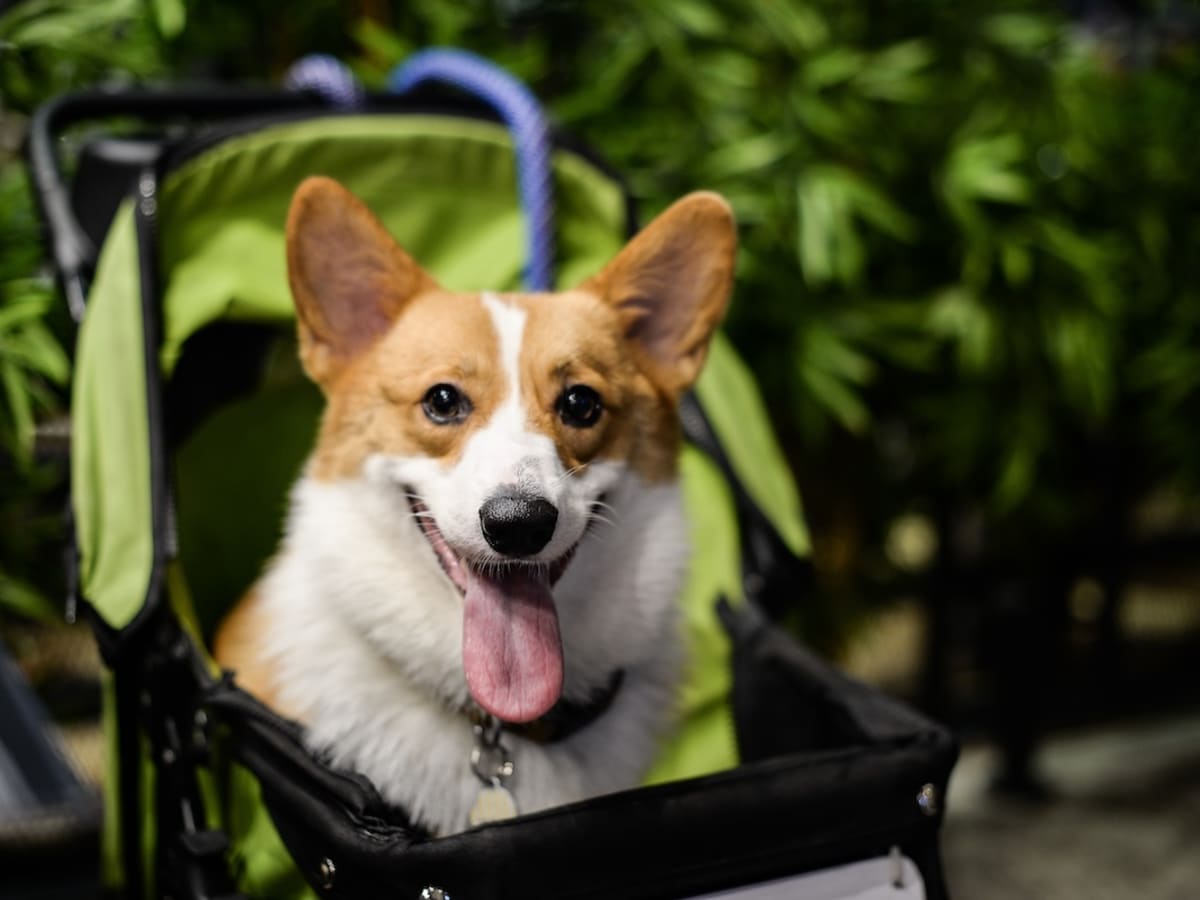 Corgi In a Stroller Freaking Out Over Dog Statue Is the Definition of Dramatic Parade Pets