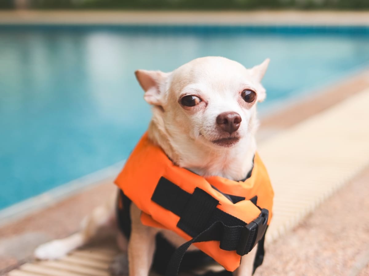 Chihuahua life jacket store