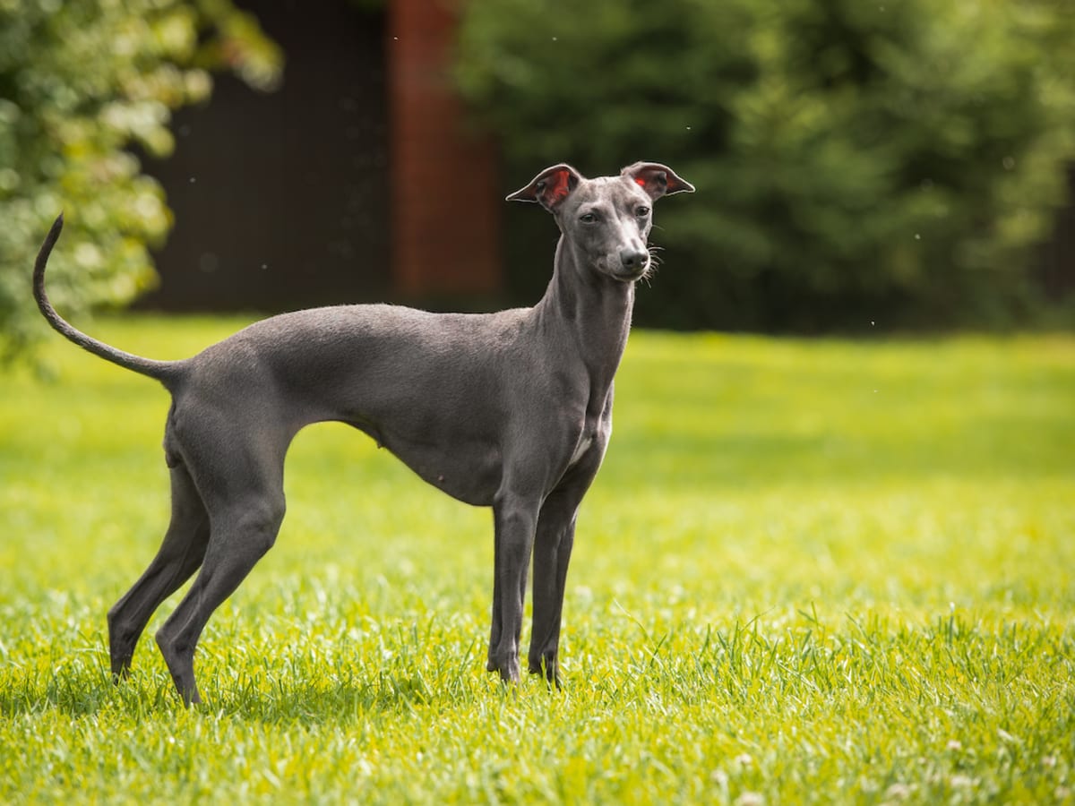 Italian greyhound halloween costumes outlet
