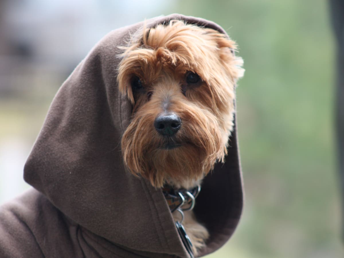 Star wars dog outfits shop