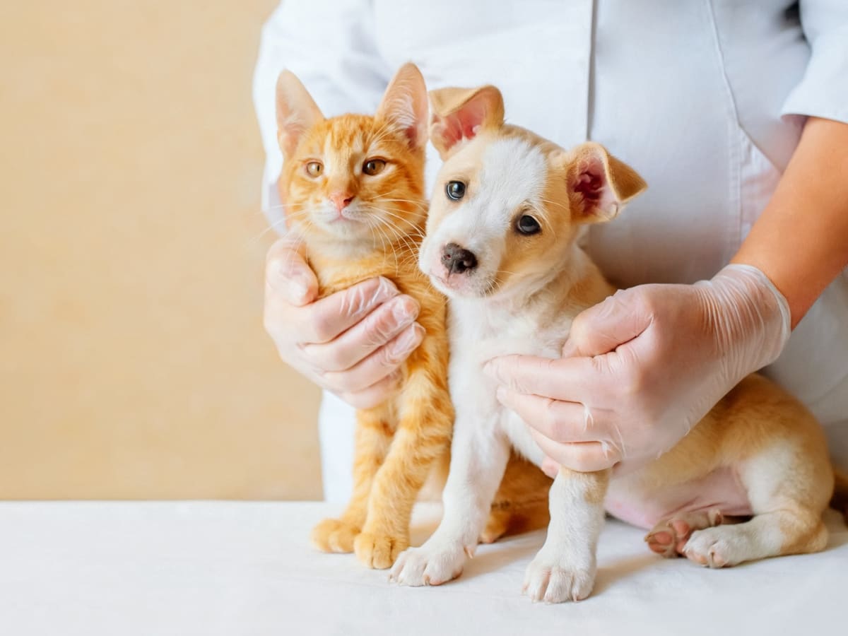 Two dogs and hot sale a cat vet