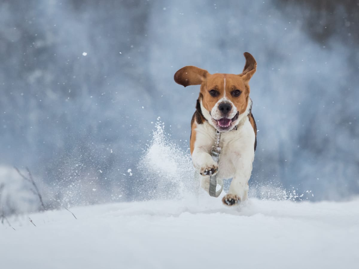 Laboratory Beagle Survivor s First Time Playing in Snow Is Full of