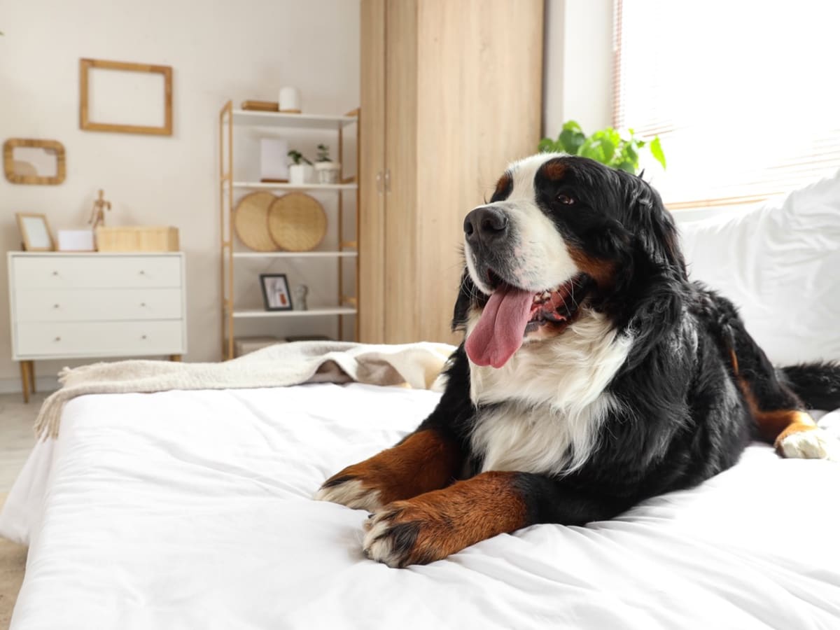 Bernese Mountain Dog Mom Unveils Genius Hack to Keep White Sheets Spotless Parade Pets