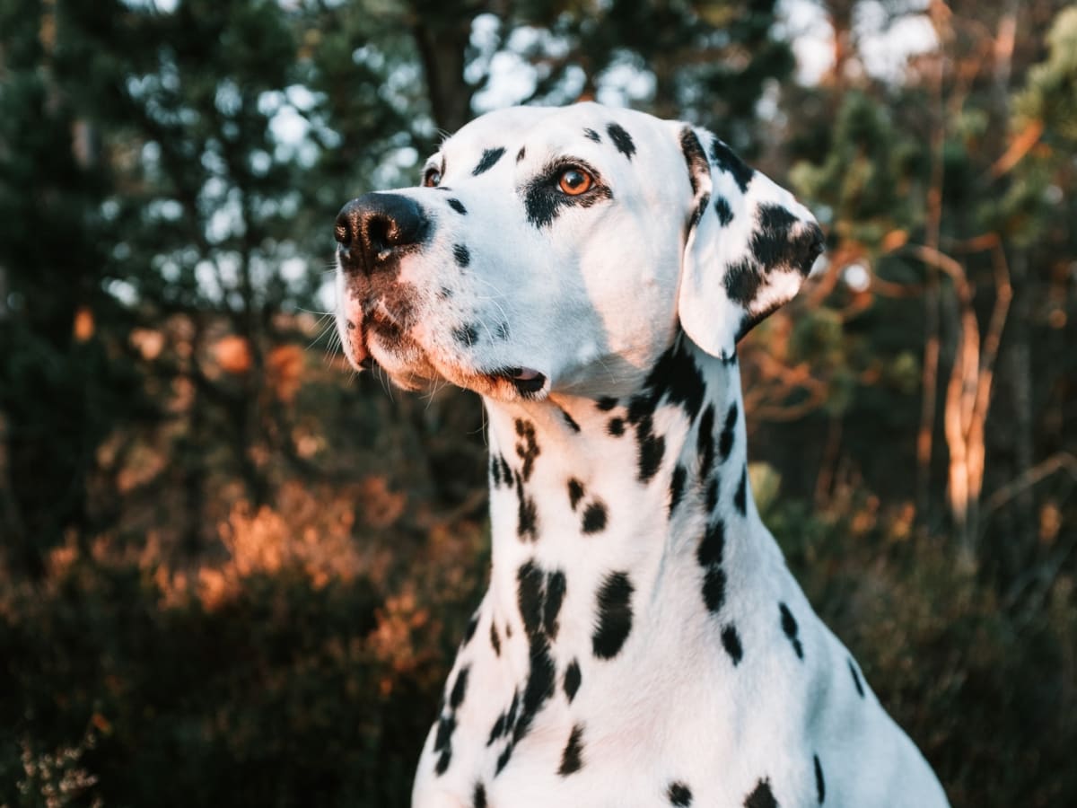 Pitbull and dalmatian deals