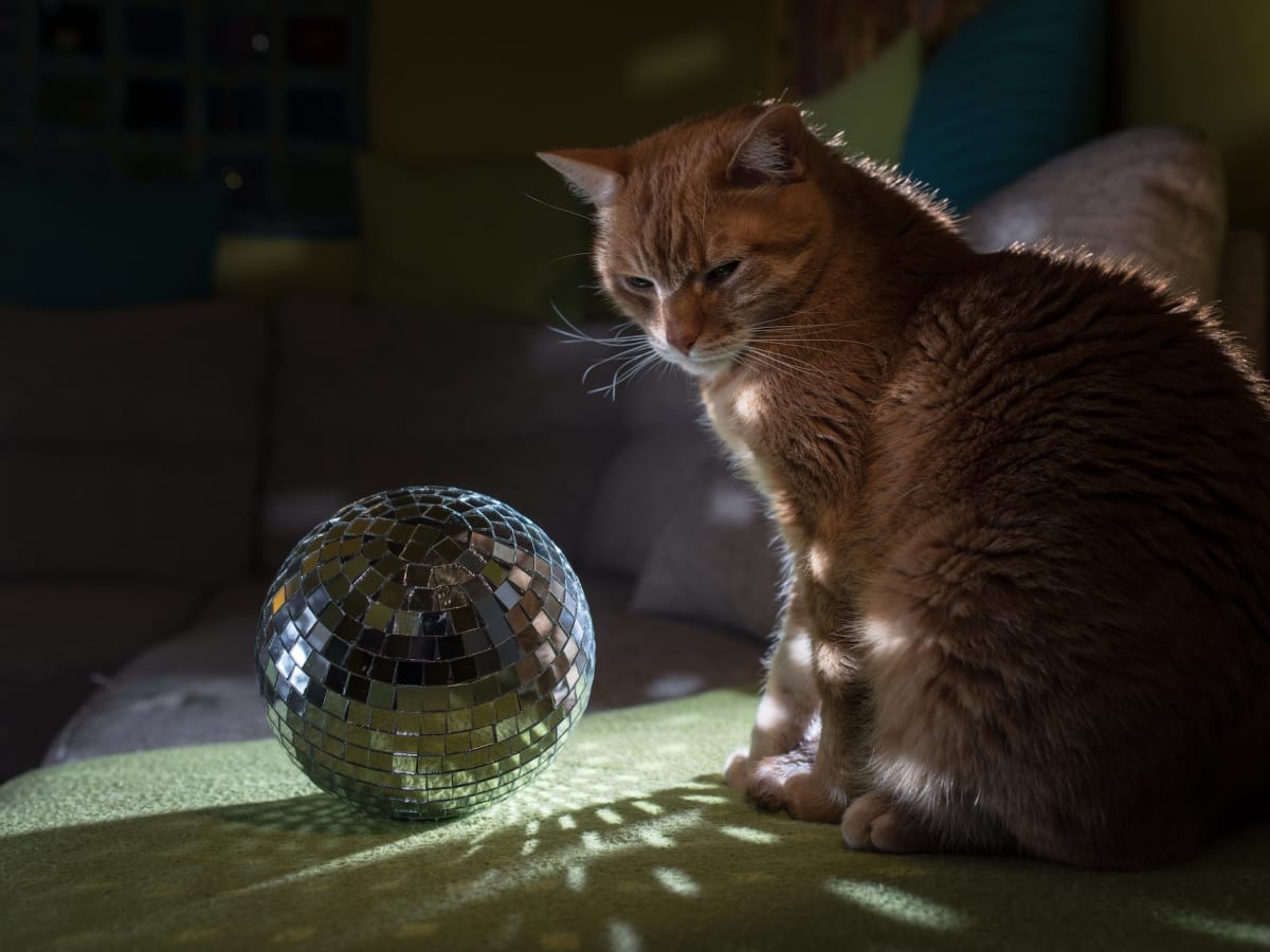 Orange Cat Discovers a Disco Ball and Becomes a Real Party Animal Parade Pets