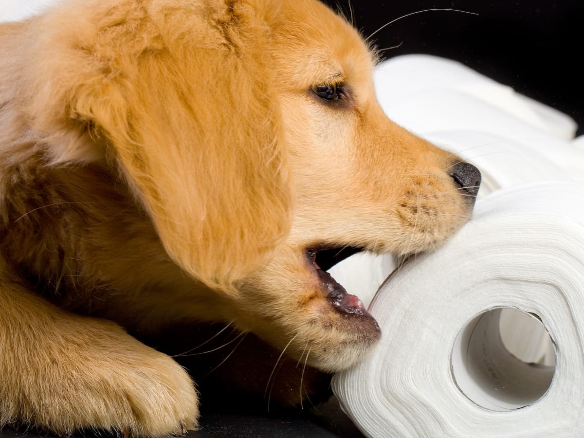 Golden Retriever Mom s Puppy Teething Tip is a Lifesaver for Pet Parents Parade Pets