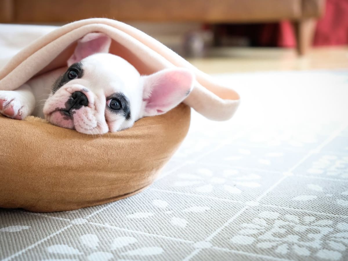 25 Best Apartment Dogs Good Dog Breeds for Apartments Parade Pets