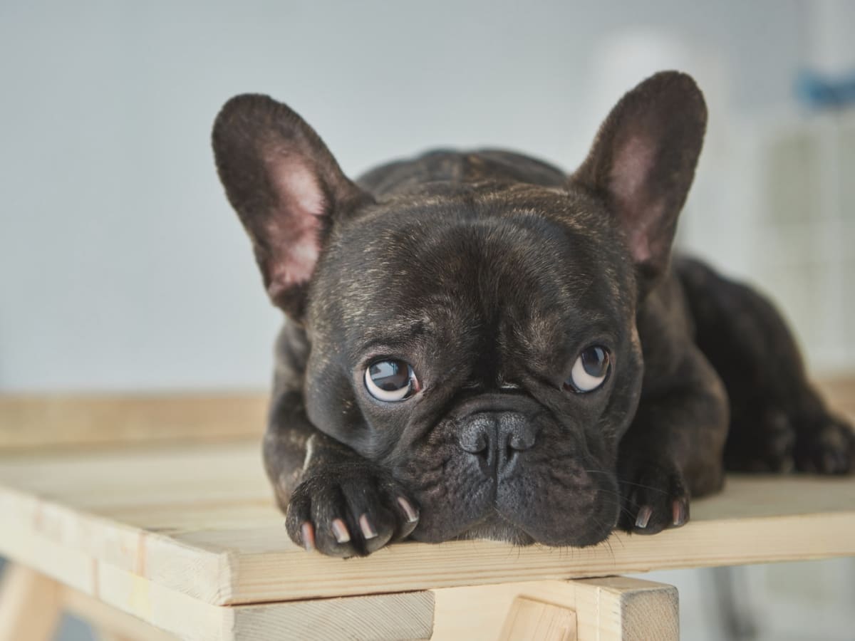 The cost of a french bulldog top