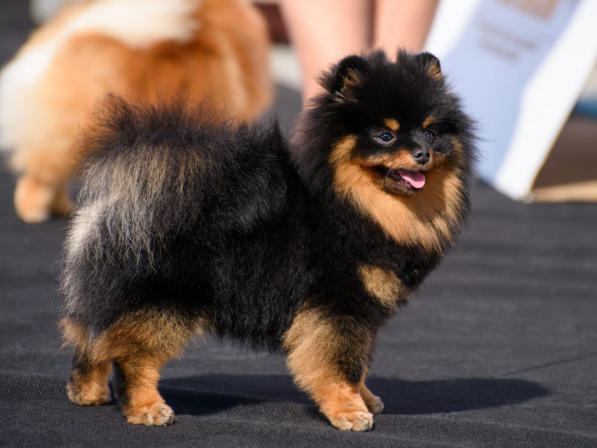 Pomeranian Wipes His Feet at the Front Door Just Like a Little