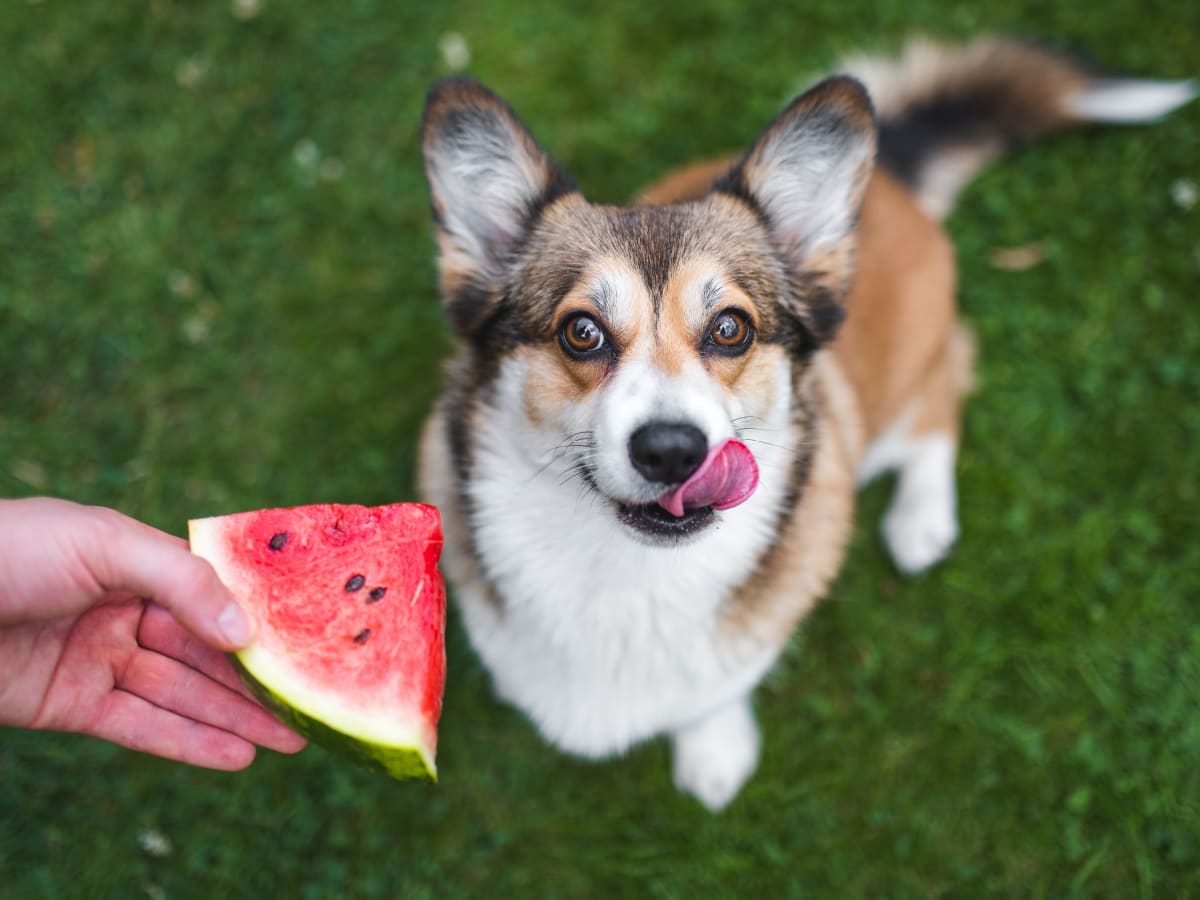 Corgi Who Howls When She Eats Watermelon Couldn't Possibly Be