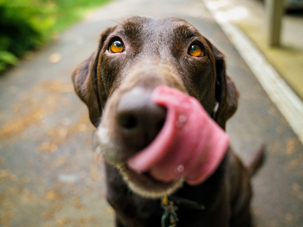 Will peanuts hurt discount dogs