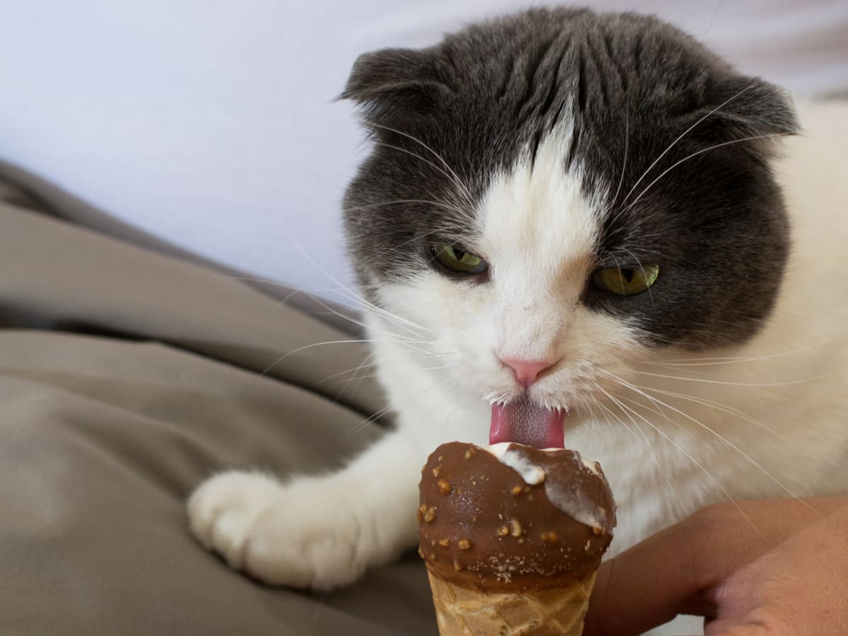 Is caramel bad for cats 2025